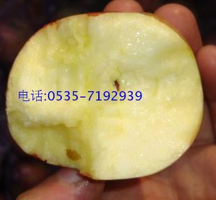  山东烟台莱阳梨产地小国光苹果大国光苹果旌旗山特产7省10元包邮