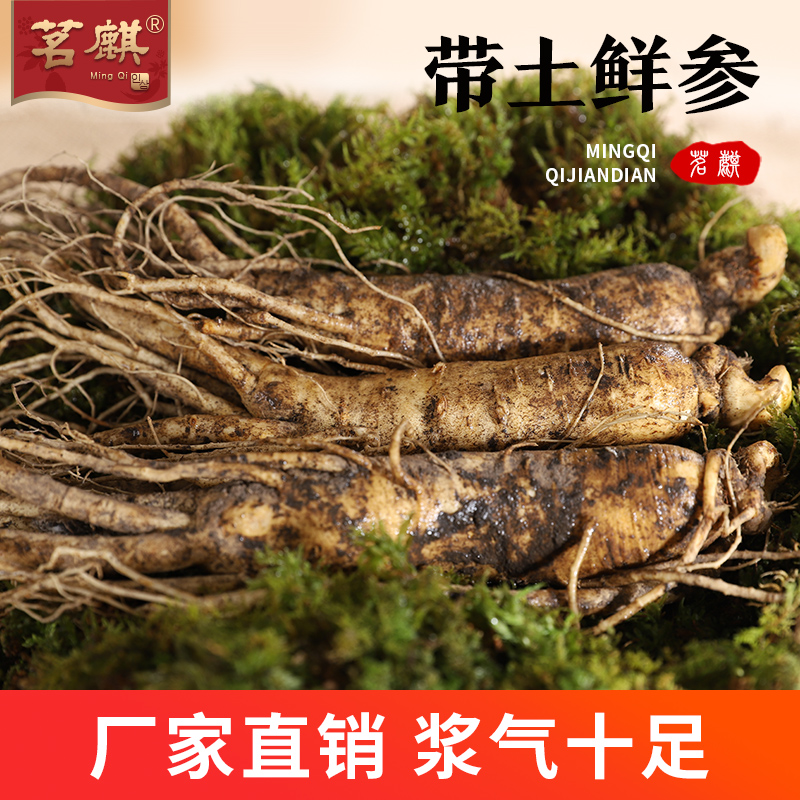 【茗麒】帶土鮮參250g東北長白山人參半斤裝泡酒煲湯保鮮參帶苔藓在類目 傳統滋補營養品, 參類滋補品, 人蔘/園參中 - 來自Buy2taobao.com提供專業的淘寶代購服務
