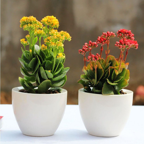 DIY创意桌上盆栽瓷器 陶瓷花盆容器 多肉种植花