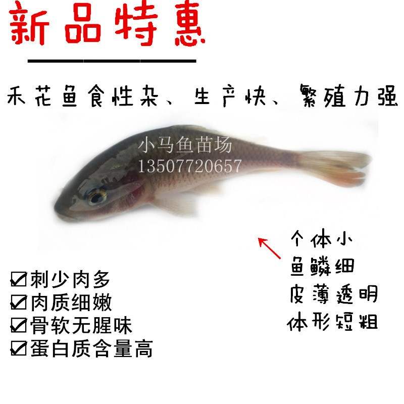 禾花苗新款淡水活体荷花鲤鱼裸斑鲤鱼福瑞鲤鱼红湘云鲫鱼苗包邮在类目 宠物/宠物食品及用品, 水族世界, 鱼中 - 来自Buy2taobao.com提供专业的淘宝代购服务