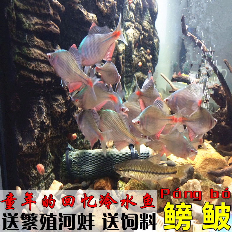 高体鳑鮍鲏鳑旁皮鱼菜板鱼除丝藻鱼原生鱼新手鱼冷水鱼观赏鱼包邮|msdalam kategori haiwan peliharaan/makanan haiwan dan bekalan, Aquarium World, ikan - dari Buy2taobao.com untuk memberikan perkhidmatan ejen Taobao profesional membeli