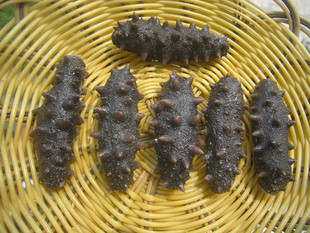  特价半干獐子岛海参 拉缸盐盐渍野生海参 辽参 海参批发