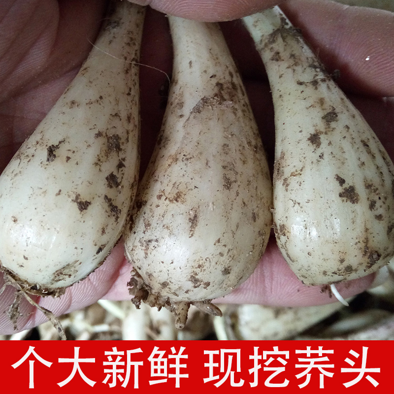 5斤包邮农家新鲜蔬菜现挖无叶荞头藠头教头种子茭头做泡菜用荞子在类目 水产肉类/新鲜蔬果/熟食, 新鲜蔬菜/蔬菜制品, 新鲜蔬菜, 其它中 - 来自Buy2taobao.com提供专业的淘宝代购服务