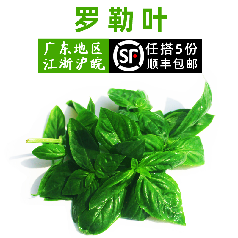 新鲜蔬菜罗勒叶250g 甜罗勒叶 欧罗 香料调料 江浙沪皖5件包邮|ruв категории водной мясо/свежие фрукты и овощи/еда, свежие овощи/овощной продукции, свежие овощи, другие - от Buy2taobao.com для оказания профессиональной услуги покупки агента Taobao