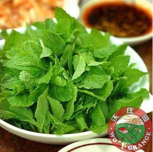  有机薄荷叶150g 新鲜蔬菜香料调酒药用提神 今日特价秒杀菜市场