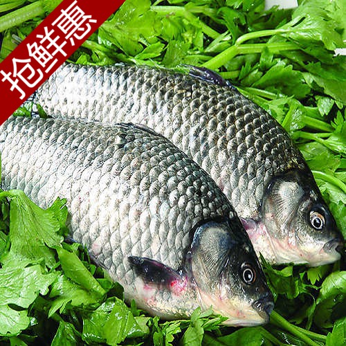 活杀鲫鱼1条约1斤 新鲜河鲜 菜市场沃鲜汇生鲜超市|msdalam kategori daging perikanan/Buah-buahan segar dan sayur-sayuran/dimasak, makanan laut/produk akuatik/produk, ikan air tawar - dari Buy2taobao.com untuk memberikan perkhidmatan ejen Taobao profesional membeli