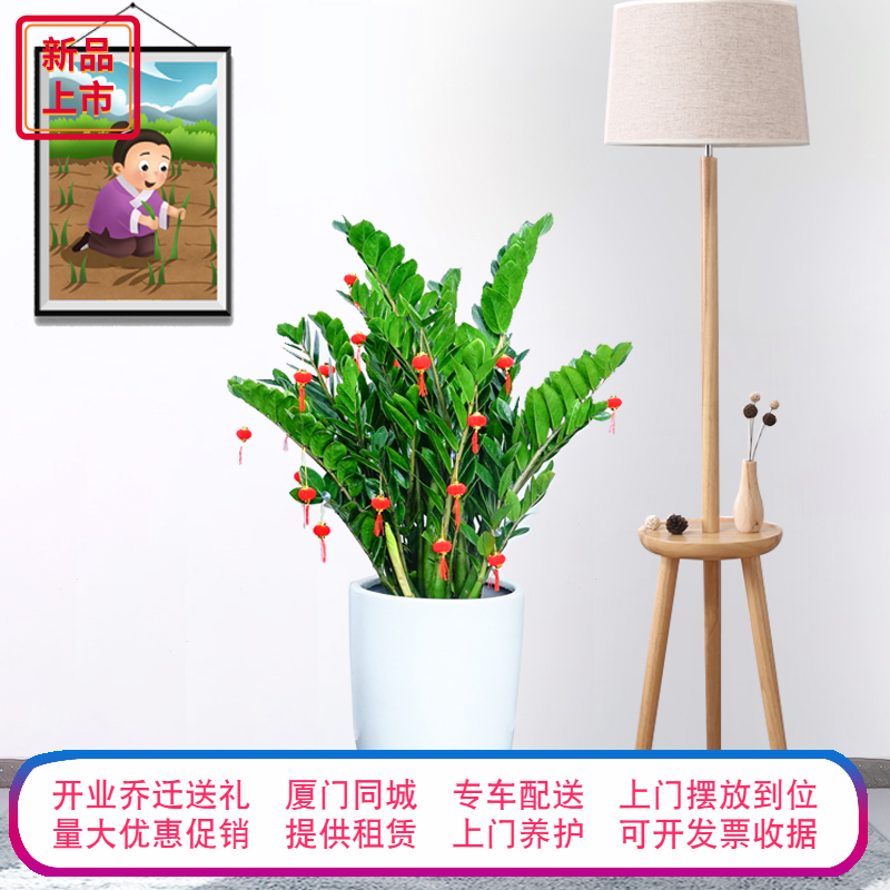 金钱树发财树植物盆栽摇钱树室内净化空气花卉钱串子大型绿植盆景|ruв категории доставка цветов/цветок моделирования/растения садоводства, цветок/растения в горшках (новый), крупные растения/сочетание горшки готовой продукции - от Buy2taobao.com для оказания профессиональной услуги покупки агента Taobao