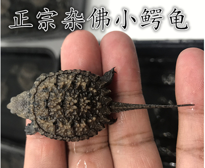 精杂佛鳄龟苗超爆刺王杂佛乌龟活体宠物龟鳄鱼龟原种佛鳄深水龟|msdalam kategori haiwan peliharaan/makanan haiwan dan bekalan, Aquarium World, penyu/penyu - dari Buy2taobao.com untuk memberikan perkhidmatan ejen Taobao profesional membeli