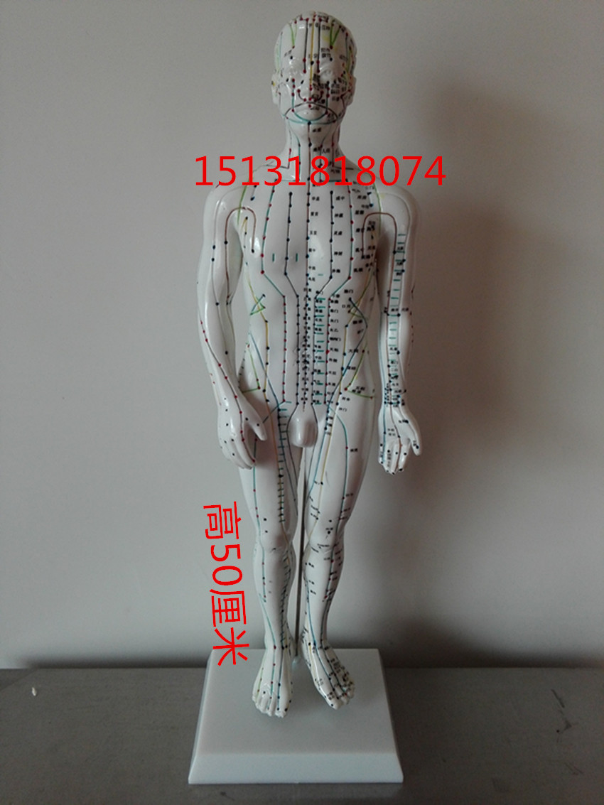 teaching human body Meridian chinese medicine acupuncture Body points Model Ultra-clear white men and women Main and collateral channels Villainin the Toy/Childs/Puzzle/Building block/Model , Static model , Puppet/Joint puppet category - from Buy2taobao.com to provide professional Taobao agent buy service