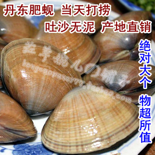  丹东特产 新鲜大黄蚬子 丹东黄蚬子 黄海海鲜 吐沙无泥 当天打捞