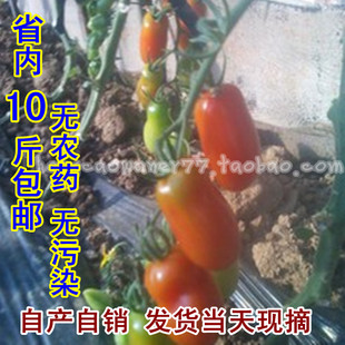  丹东99草莓地小柿子 草莓番茄 东港409小柿子 圣女果纯生态水果