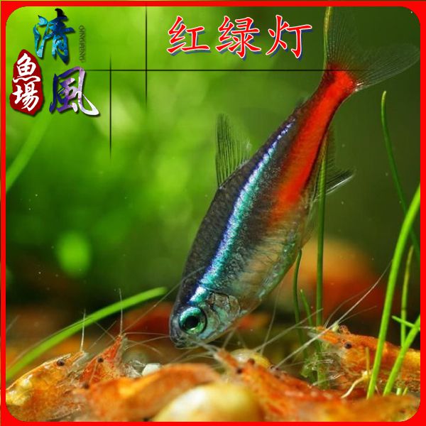 红绿灯灯笼鱼小型灯科鱼热带观赏鱼淡水水族宠物活体鱼包邮包活在类目 宠物/宠物食品及用品, 水族世界, 鱼中 - 来自Buy2taobao.com提供专业的淘宝代购服务