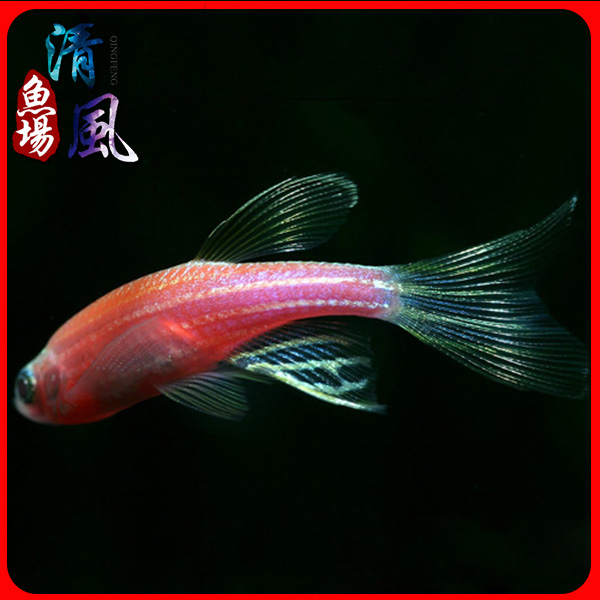 红斑马斑马鱼低温耐活热带活体鱼水族生态瓶观赏鱼灯科鱼包活包邮在类目 宠物/宠物食品及用品, 水族世界, 鱼中 - 来自Buy2taobao.com提供专业的淘宝代购服务
