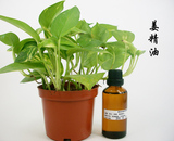 精油批发  商城正品  生姜精油50ml  泡脚精油 
 30天共卖出4件