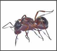 蚁之情 蚂蚁屋 宠物蚂蚁 尼科巴弓背蚁 一后五工
