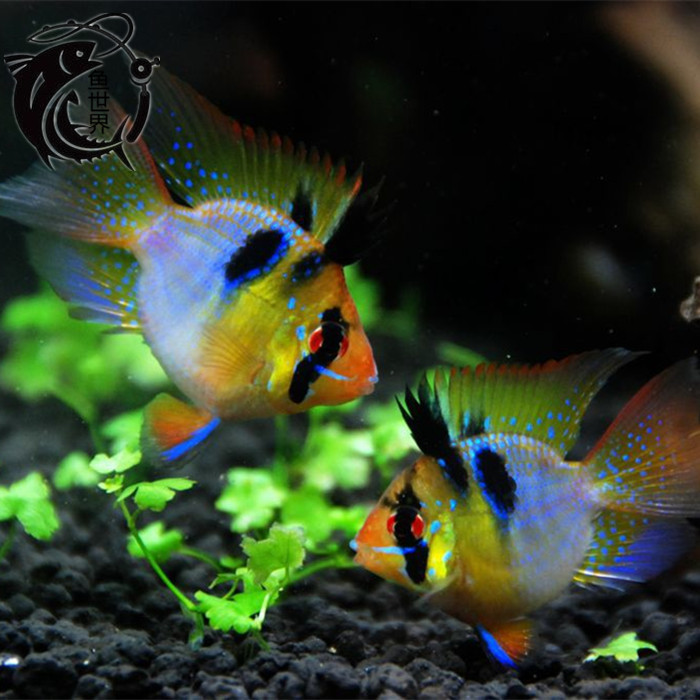 魚世界 荷蘭鳳凰球 鳳凰球 身子圓 超萌超可愛 觀賞魚 熱帶魚在類目 寵物/寵物食品及用品, 水族世界, 魚中 - 來自Buy2taobao.com提供專業的淘寶代購服務