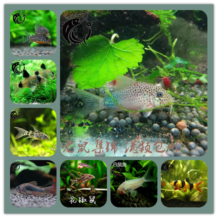 底棲魚老鼠魚白鼠熊貓珍珠鼠花鼠清潔魚觀賞魚熱帶魚寵物 魚 活體在類目 寵物/寵物食品及用品, 水族世界, 魚中 - 來自Buy2taobao.com提供專業的淘寶代購服務