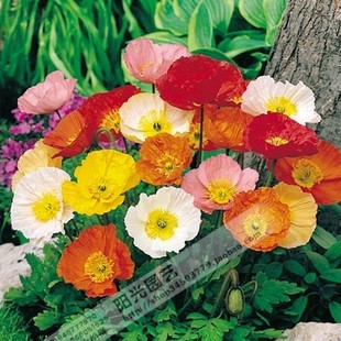  冰岛虞美人 香槟气泡]美国进口泛美N 凯芙特 分装5粒多年生花种子