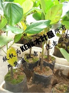  大量低价批发马来西亚1号菠萝蜜树苗/菠萝蜜苗,嫁接苗，果苗