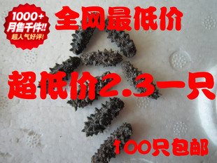  思铭野生淡干海参/小海参干货/无糖无盐 2cm以上/2.3一只