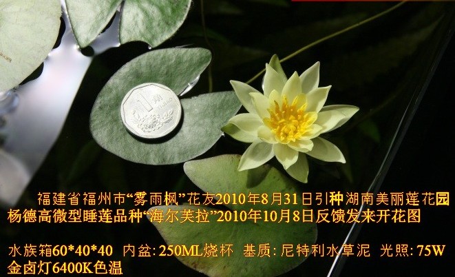 迷妳蓮花微型睡蓮種莖海爾芙拉 水族水箱保溫栽種冬天開睡蓮花種在類目 鮮花速遞/花卉仿真/綠植園藝, 創意迷你植物中 - 來自Buy2taobao.com提供專業的淘寶代購服務