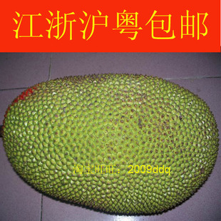  新鲜水果 新鲜菠萝蜜 干苞 超香甜 24斤起拍 广东江浙沪包邮