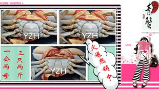  大红膏蟹正宗三门青蟹鲜活水产红膏蟹海鲜螃蟹海蟹两母一公3只2斤
