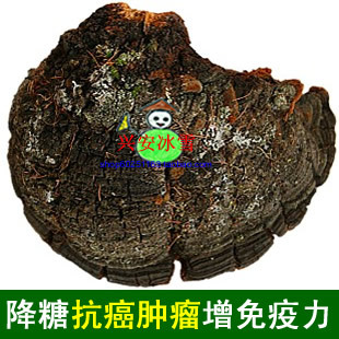  【皇冠正品】内蒙古野生松针灵芝整枝松树桑黄松针层孔菌抗癌肿瘤