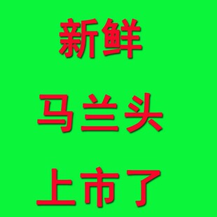 纯天然绿色野菜 新鲜野生马兰头 鸡儿肠，开始新鲜少量有货