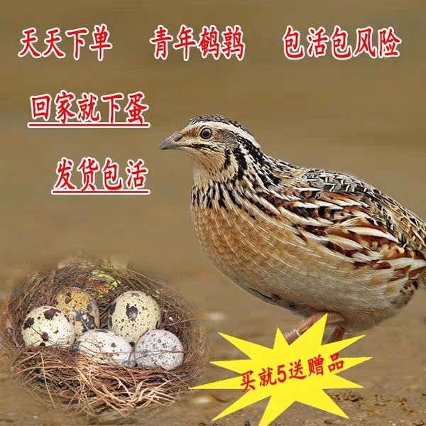 鹌鹑活苗活体青年鹌鹑活物下蛋的鹌鹑鸡繁殖宠物散养产蛋鹌鹑鸟|msdalam kategori haiwan peliharaan/makanan haiwan dan bekalan, Burung dan bekalan, burung - dari Buy2taobao.com untuk memberikan perkhidmatan ejen Taobao profesional membeli