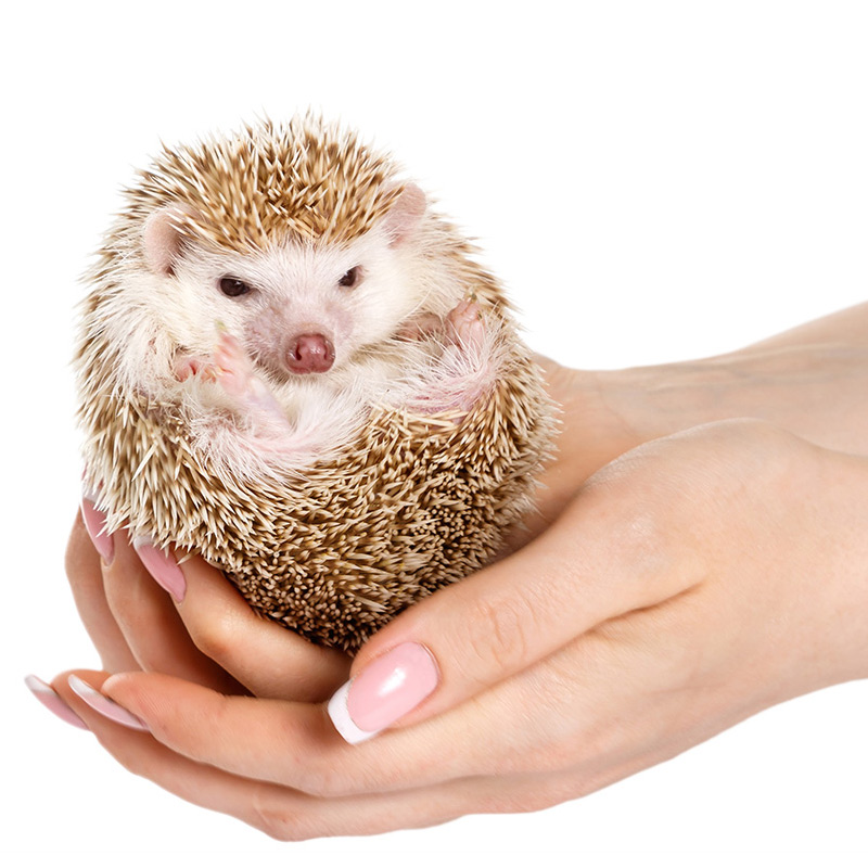 Africa Mini Hedgehog living thing Africa Mini Hedgehog baby Hedgehog baby Hedgehog living thing entity Storesin the Pet/Pet food and supplies , Other pets , Other pets category - from Buy2taobao.com to provide professional Taobao agent buy service