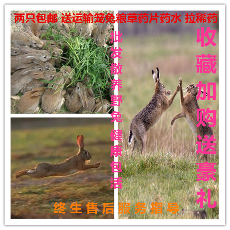 杂交小野兔活体散养兔子活体种兔苗成年野味野生野兔繁殖两只包邮|msdalam kategori haiwan peliharaan/makanan haiwan dan bekalan, Arnab dan bekalan, arnab - dari Buy2taobao.com untuk memberikan perkhidmatan ejen Taobao profesional membeli
