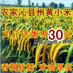  年新 土老西 山西土特产农家有机贡米沁州沁县黄小米五谷杂粮