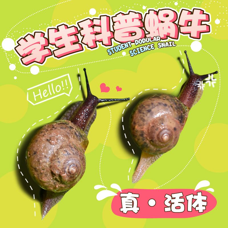 蜗牛活体饲养盒小型免邮幼儿小学生孩子上课科学实验野生宠物蜗牛|msdalam kategori haiwan peliharaan/makanan haiwan dan bekalan, Aquarium World, skru - dari Buy2taobao.com untuk memberikan perkhidmatan ejen Taobao profesional membeli