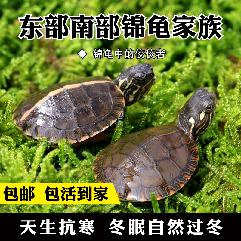 The Eastern Jin Guimiao Mika turtle Red veined turtle South brocade turtle Live turtle Pet turtle 21 Provincein the Pet/Pet food and supplies , Aqua World , Turtle/Turtle category - from Buy2taobao.com to provide professional Taobao agent buy service