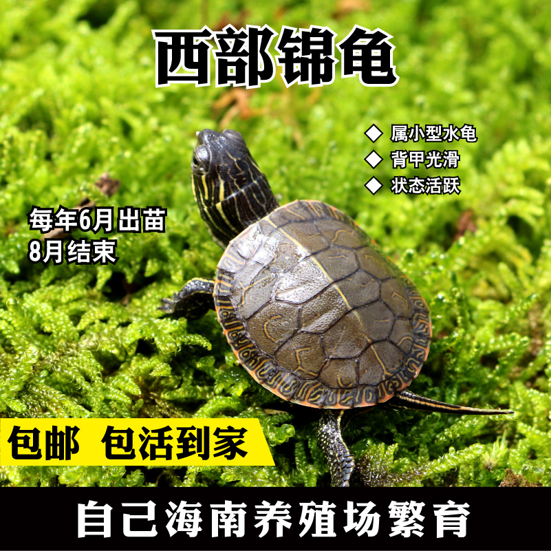 西部锦龟苗 西锦龟 外塘西锦 活体宠物龟 包运输风险 21省包邮|ruв категории животное/Животное питание и принадлежностей, аквариум мира, черепаха/черепаха - от Buy2taobao.com для оказания профессиональной услуги покупки агента Taobao