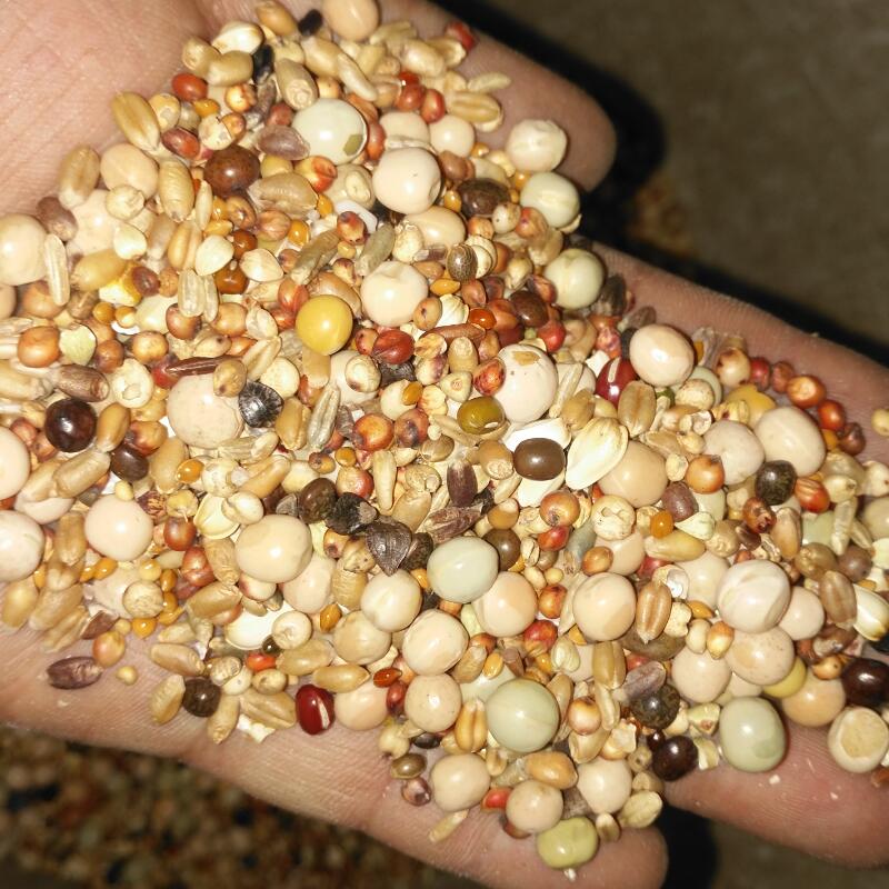 Corn Youngsters Pigeon feed Ornamental pigeons foodstuff Pigeon feed Bird food Pigeon 5in the Pet/Pet food and supplies , Birds and supplies , Bird food category - from Buy2taobao.com to provide professional Taobao agent buy service