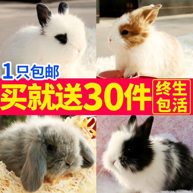 包邮 宠物兔子活体纯种荷兰垂耳兔活物宝宝侏儒兔茶杯兔猫猫兔|msdalam kategori haiwan peliharaan/makanan haiwan dan bekalan, Arnab dan bekalan, arnab - dari Buy2taobao.com untuk memberikan perkhidmatan ejen Taobao profesional membeli
