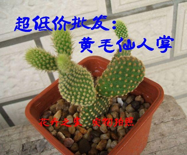 3色毛掌多肉植物【黄毛掌】【白毛掌】【红毛掌】仙人掌类|msdalam kategori penghantaran bunga/bunga simulasi/tumbuhan berkebun, Plants Mini kreatif - dari Buy2taobao.com untuk memberikan perkhidmatan ejen Taobao profesional membeli