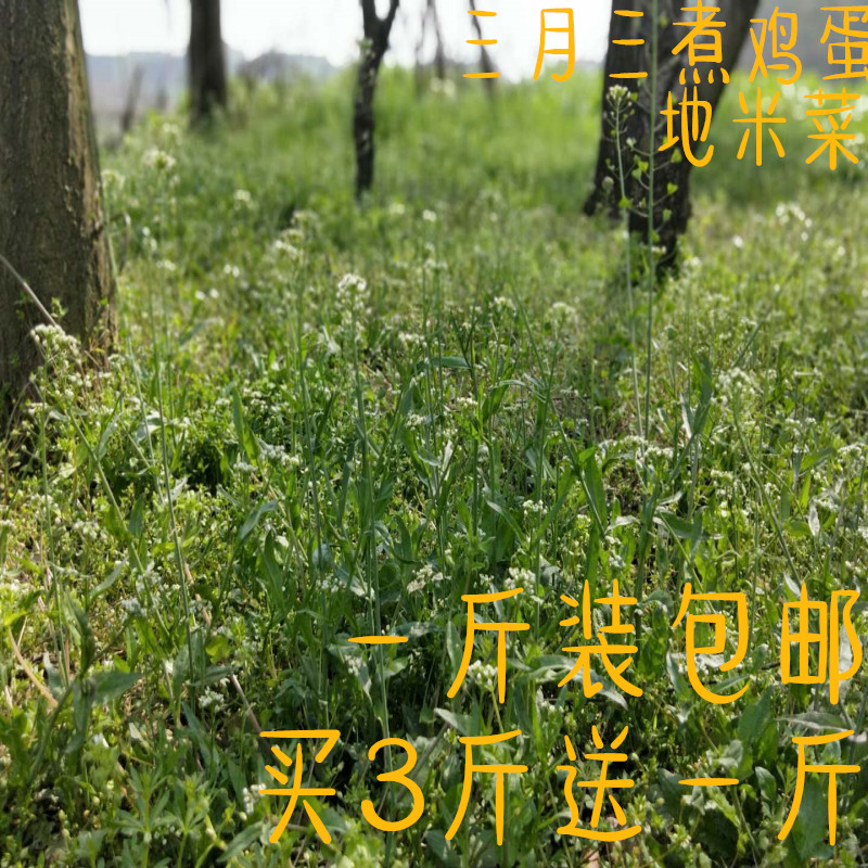湖北特产野菜新鲜地米菜三月三煮鸡蛋菜老荠菜新鲜野菜一斤装包邮|ruв категории водной мясо/свежие фрукты и овощи/еда, свежие овощи/овощной продукции, свежие овощи, другие - от Buy2taobao.com для оказания профессиональной услуги покупки агента Taobao