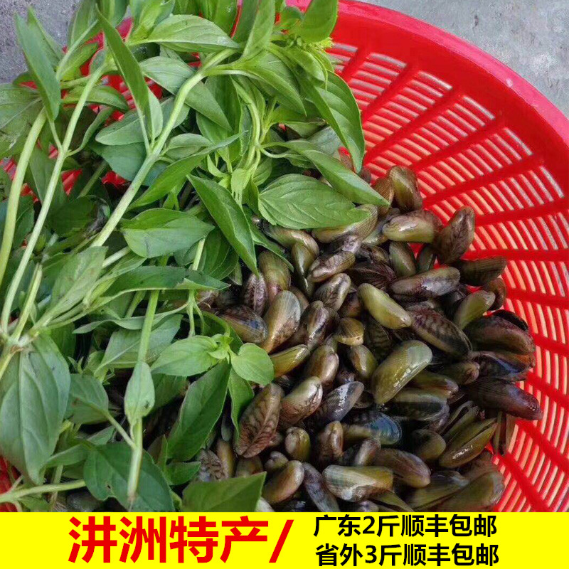 海瓜子鲜活潮汕特产当季簿壳当天现捕现捞发货广东3斤包邮在类目 水产肉类/新鲜蔬果/熟食, 海鲜/水产品/制品, 贝类, 贝类制品中 - 来自Buy2taobao.com提供专业的淘宝代购服务