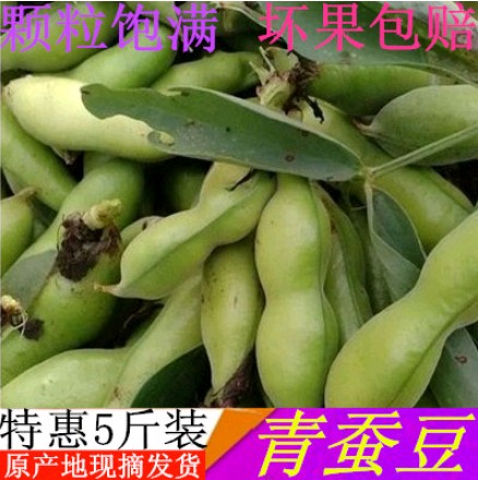 泰州特产新鲜绿色蔬菜带壳青蚕豆胡豆露天自然生长现摘现卖5斤装在类目 水产肉类/新鲜蔬果/熟食, 新鲜蔬菜/蔬菜制品, 新鲜蔬菜, 其它中 - 来自Buy2taobao.com提供专业的淘宝代购服务