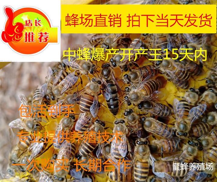 queen bee queen bee high quality Improved variety High yield honeybee living thing Spawning Double color honeybeein the Pet/Pet food and supplies , Other pets , Other pets category - from Buy2taobao.com to provide professional Taobao agent buy service