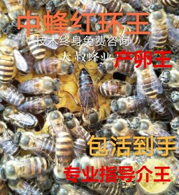 杂交中蜂蜂王种王活体 产卵王蜜蜂蜂王 中峰蜂王新开产王土蜂蜂在类目 宠物/宠物食品及用品, 其它宠物, 其它宠物中 - 来自Buy2taobao.com提供专业的淘宝代购服务