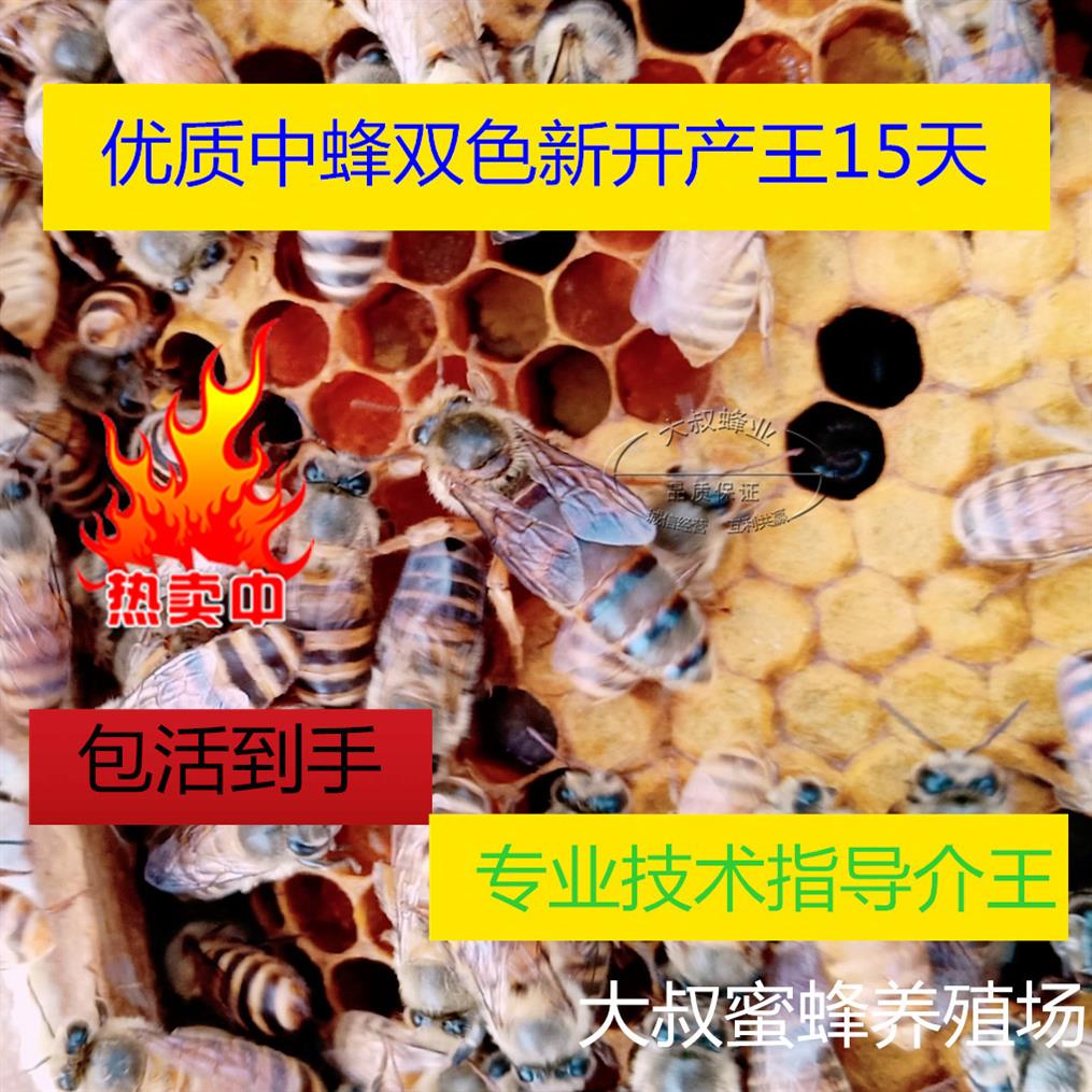 中蜂王雙色王純種良種種王蜜蜂活體蜂群新開産王新産卵王優質籠蜂在類目 寵物/寵物食品及用品, 其它寵物, 其它寵物中 - 來自Buy2taobao.com提供專業的淘寶代購服務