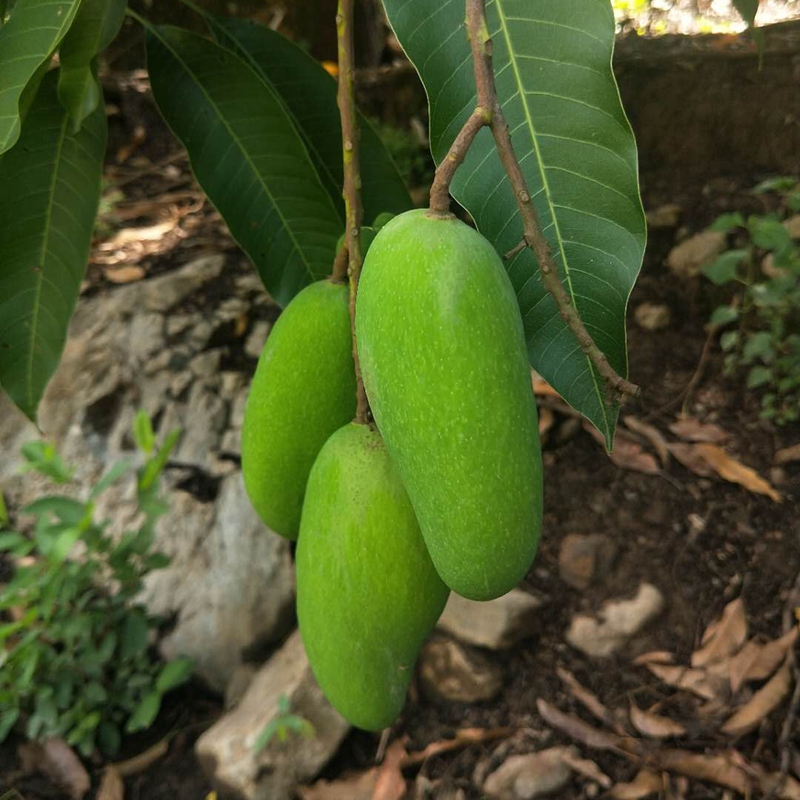 广西酸芒果青芒果生芒果新鲜广西包邮生吃酸脆非腌制5斤生吃芒|msdalam kategori daging perikanan/Buah-buahan segar dan sayur-sayuran/dimasak, buah-buahan segar, Mango - dari Buy2taobao.com untuk memberikan perkhidmatan ejen Taobao profesional membeli