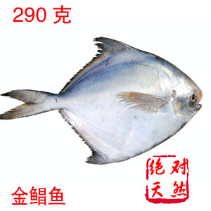  【特价一天】特级新鲜海鱼金鲳鱼平鱼昌鱼镜鱼  野生鱼类制品
