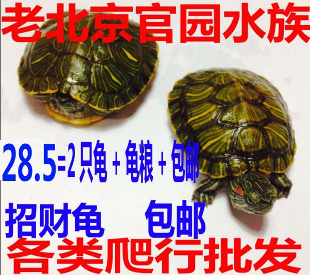 巴西龟 乌龟活体 宠物龟 两栖龟 巴西龟一对 招财龟 包邮|ruв категории животное/Животное питание и принадлежностей, аквариум мира, черепаха/черепаха - от Buy2taobao.com для оказания профессиональной услуги покупки агента Taobao