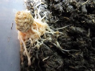 活体饲料活饵 白线虫 观赏鱼 线虫种 自行繁殖