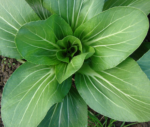  特价农家自产有机肥种植无农药新鲜青菜 绿色蔬菜 现送现摘 天然